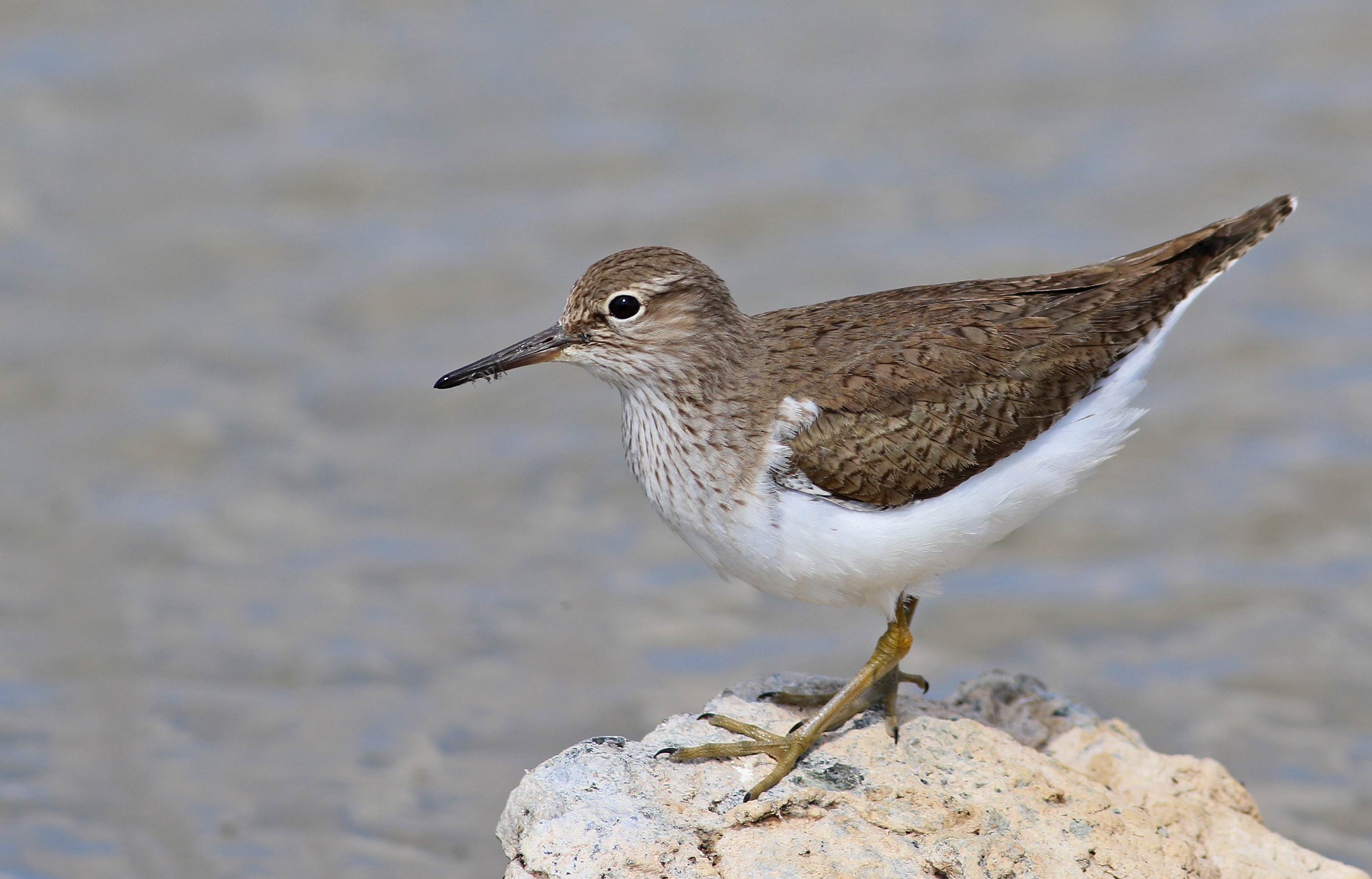Common Sandpiper